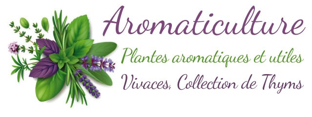 AROMATICULTURE