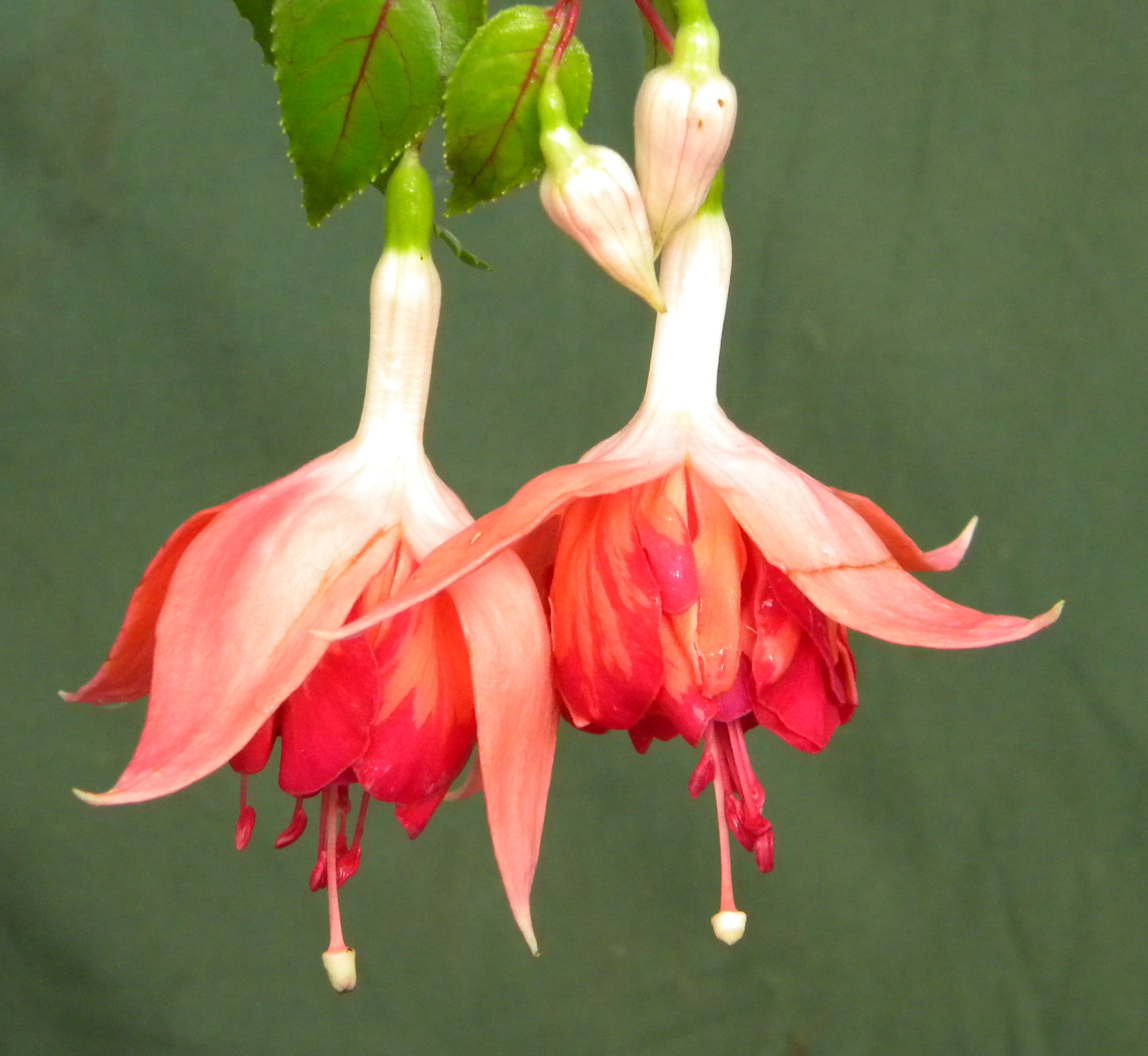 fuchsias des Andes